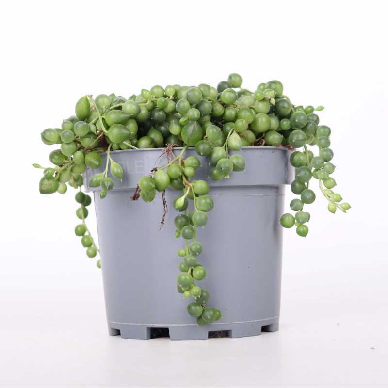 Senecio rowleyanus (Starzec rowleya)) - śr. donicy: 10 cm