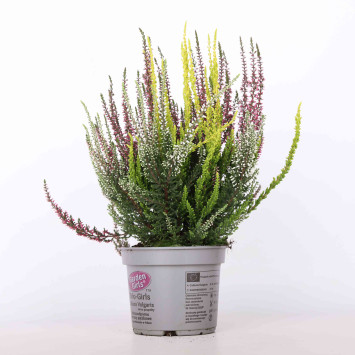 Wrzos zwyczajny (Calluna vulgaris) - 