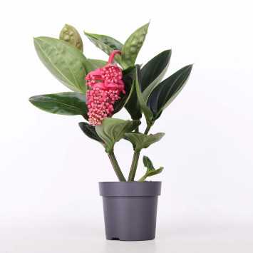 Medinilla wspaniała (Medinilla magnifica) - śr. donicy: 14 cm