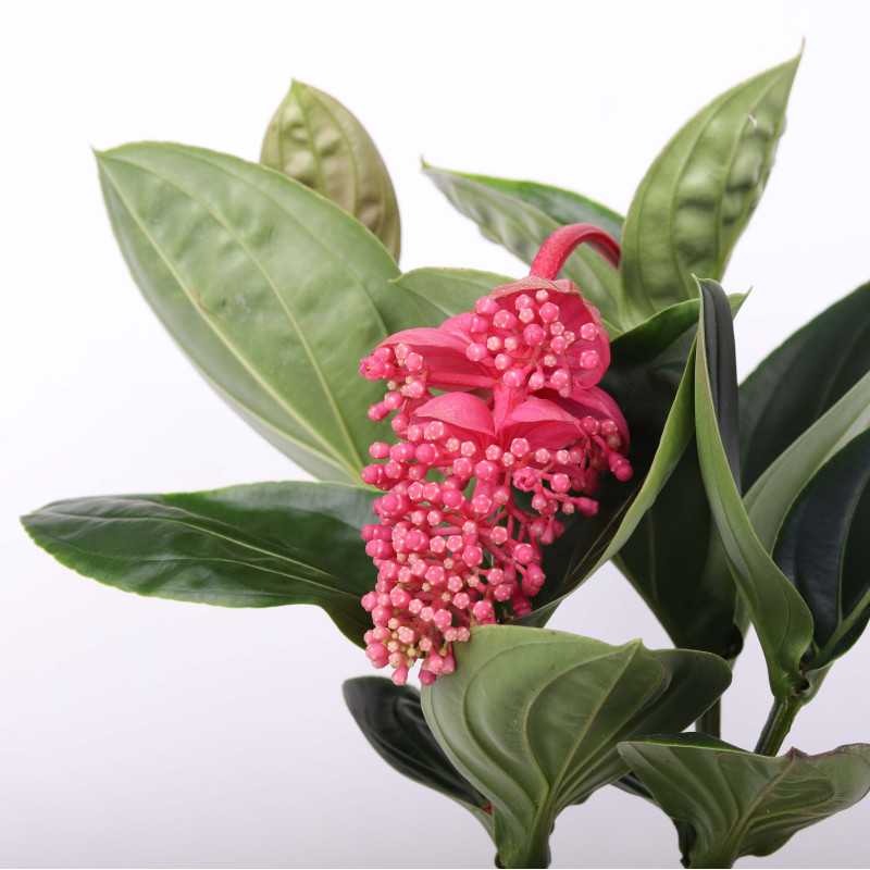 Medinilla wspaniała (Medinilla magnifica) - śr. donicy: 14 cm