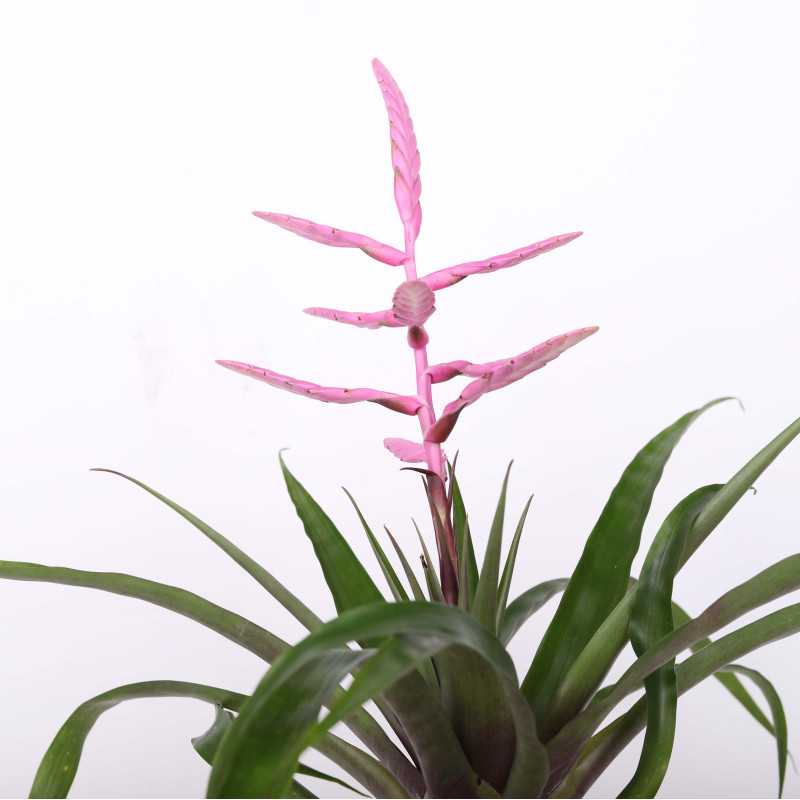 Tillandsia oerstediana - śr.donicy: 12 cm Tillandsia oerstediana - śr.donicy: 12 cm