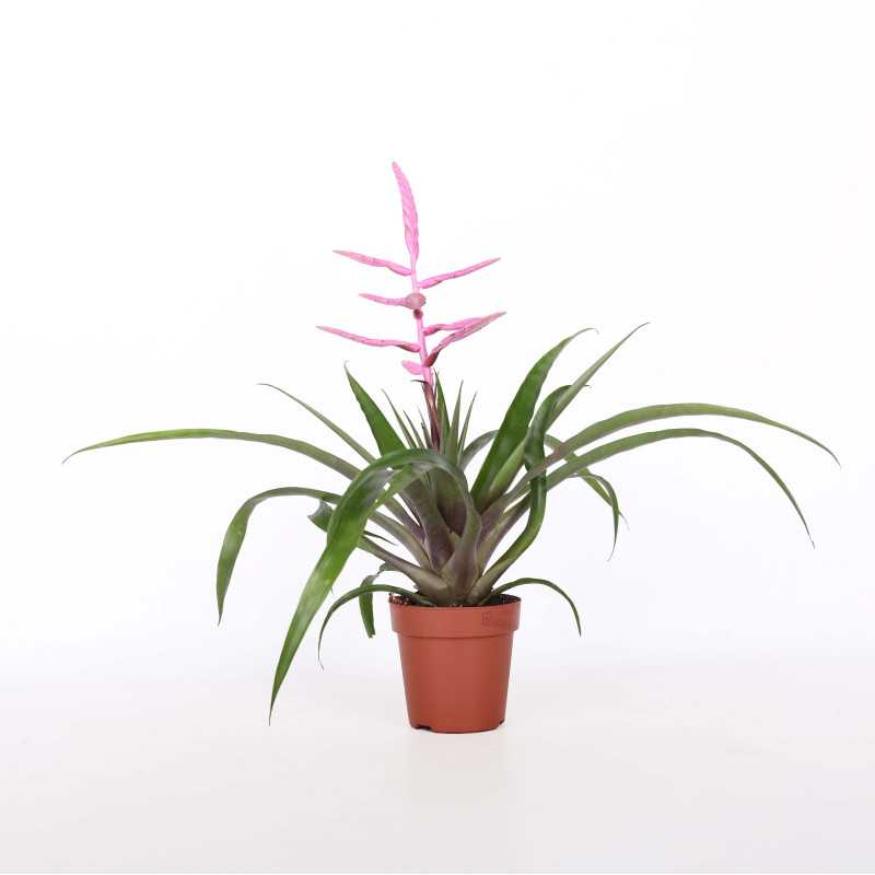 Tillandsia oerstediana - śr.donicy: 12 cm Tillandsia oerstediana - śr.donicy: 12 cm
