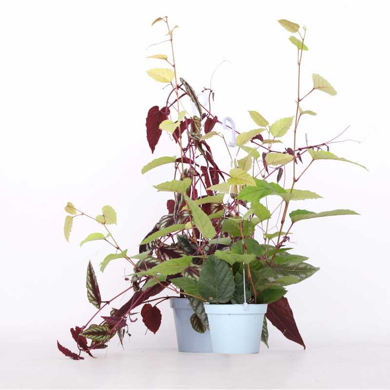 Cissus różnobarwny (cissus discolor) - śr. donicy: 13 cm