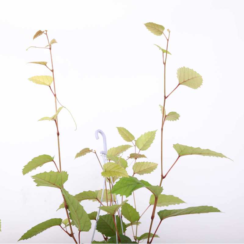 Cissus różnobarwny (cissus discolor) - śr. donicy: 13 cm