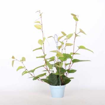 Cissus różnobarwny (cissus discolor) - śr. donicy: 13 cm