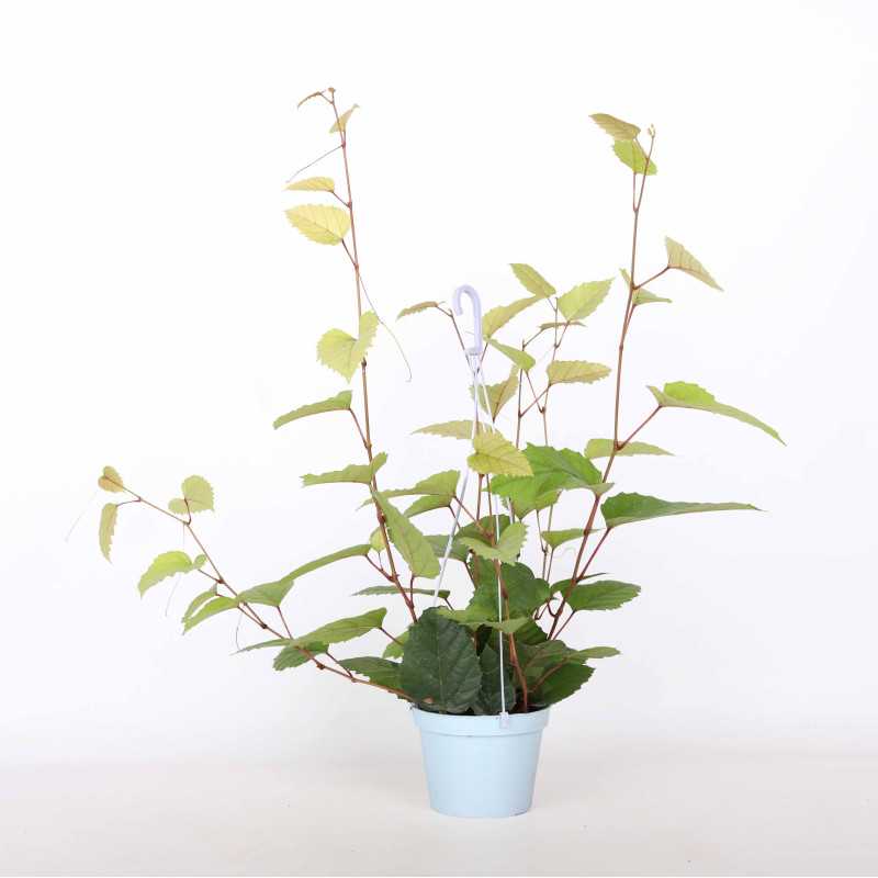 Cissus różnobarwny (cissus discolor) - śr. donicy: 13 cm