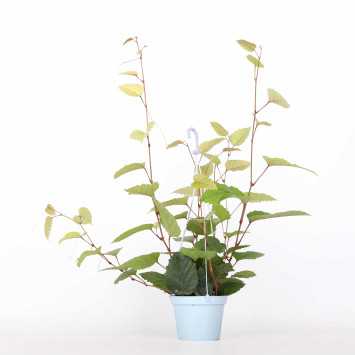 Cissus różnobarwny (cissus discolor) - śr. donicy: 13 cm