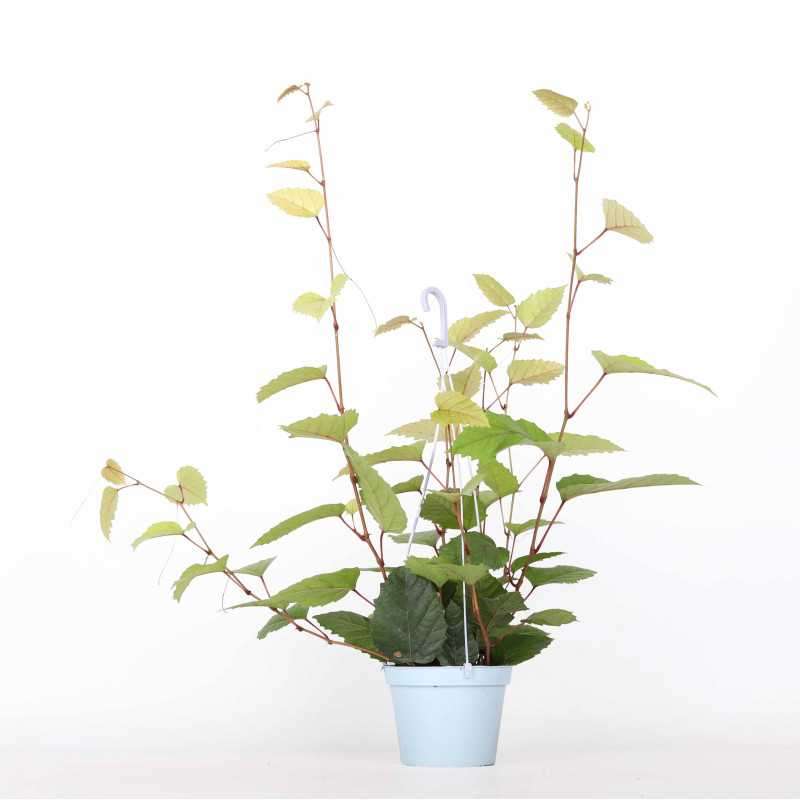 Cissus różnobarwny (cissus discolor) - śr. donicy: 13 cm