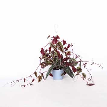 Cissus różnobarwny (cissus discolor) - śr. donicy: 13 cm
