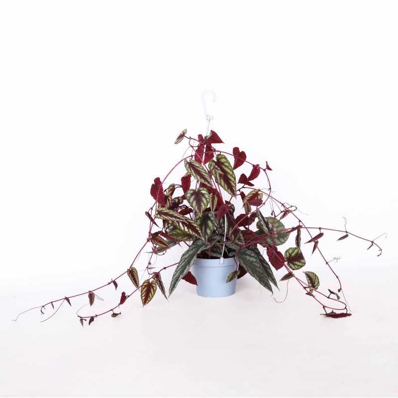 Cissus różnobarwny (cissus discolor) - śr. donicy: 13 cm