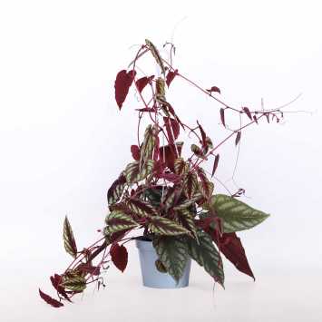 Cissus różnobarwny (cissus discolor) - śr. donicy: 13 cm