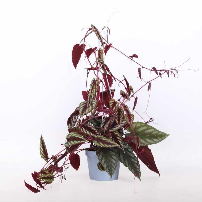 Cissus różnobarwny (cissus discolor) - śr. donicy: 13 cm