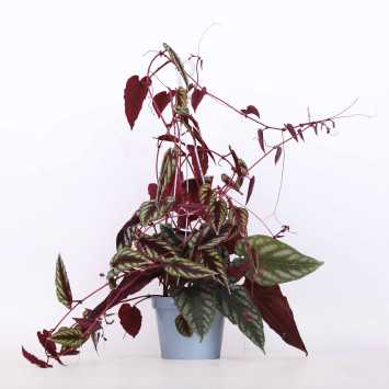 Cissus różnobarwny (cissus discolor) - śr. donicy: 13 cm