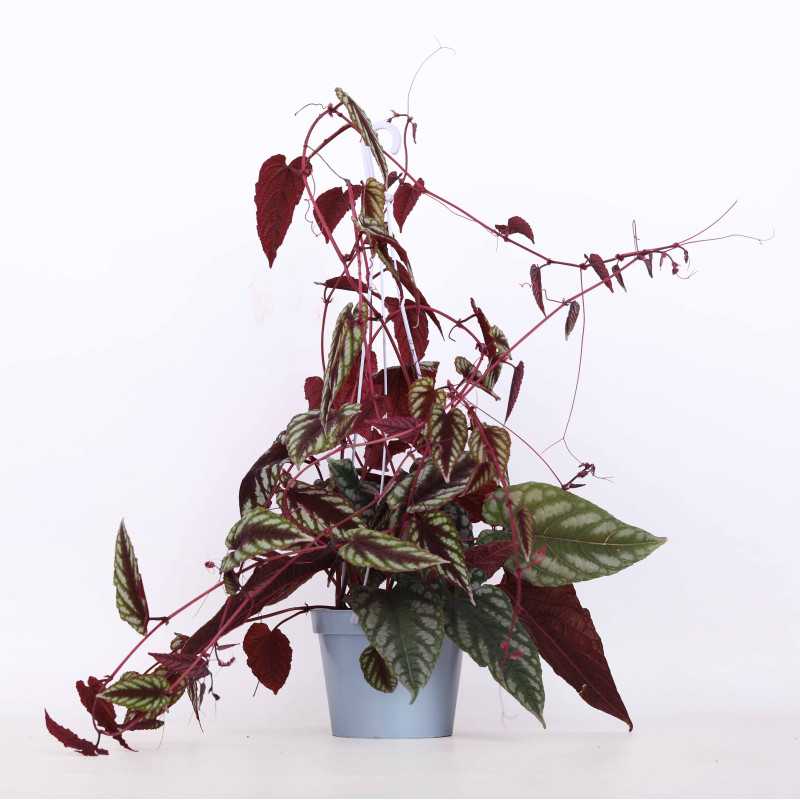 Cissus różnobarwny (cissus discolor) - śr. donicy: 13 cm