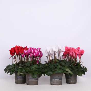 Cyklamen perski (Cyclamen persicum) - śr.donicy: 13 cm