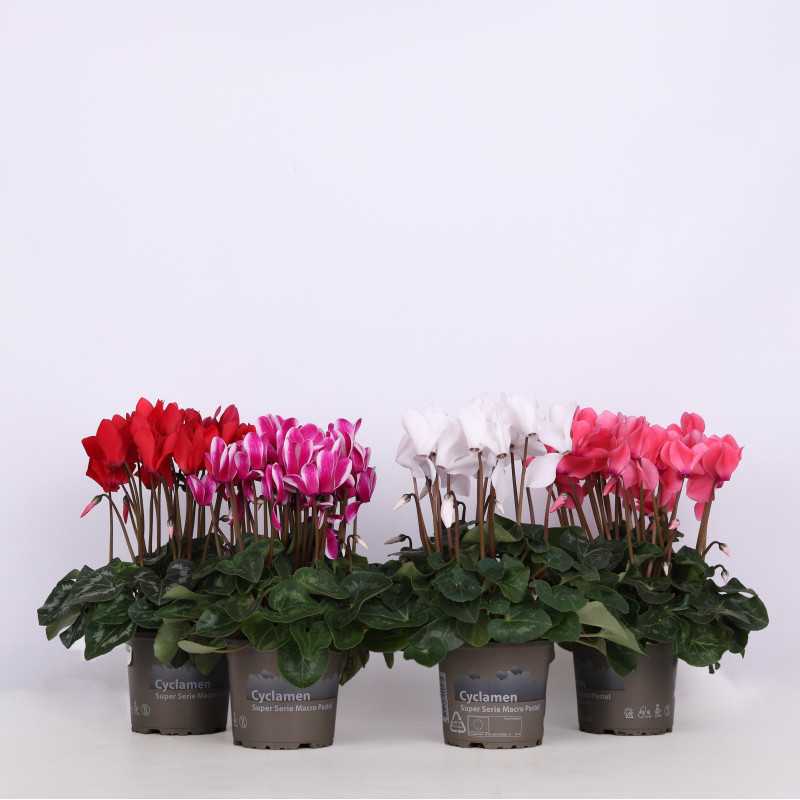 Cyklamen perski (Cyclamen persicum) - śr.donicy: 13 cm