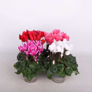 Cyklamen perski (Cyclamen persicum) - śr.donicy: 13 cm