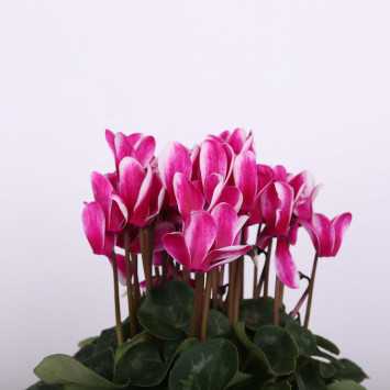 Cyklamen perski (Cyclamen persicum) - śr.donicy: 13 cm