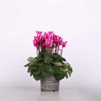 Cyklamen perski (Cyclamen persicum) - śr.donicy: 13 cm