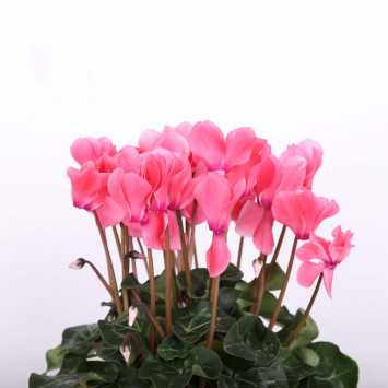 Cyklamen perski (Cyclamen persicum) - śr.donicy: 13 cm
