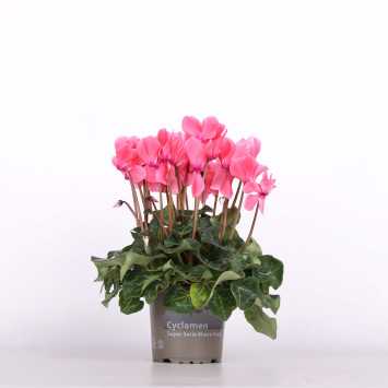 Cyklamen perski (Cyclamen persicum) - śr.donicy: 13 cm