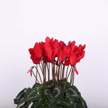 Cyklamen perski (Cyclamen persicum) - śr.donicy: 13 cm