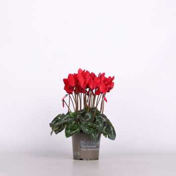 Cyklamen perski (Cyclamen persicum) - śr.donicy: 13 cm