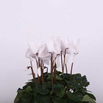 Cyklamen perski (Cyclamen persicum) - śr.donicy: 13 cm
