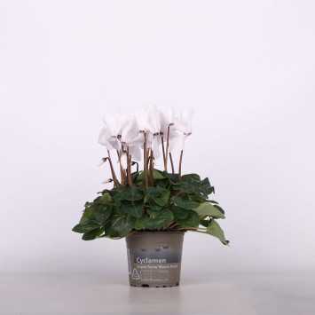Cyklamen perski (Cyclamen persicum) - śr.donicy: 13 cm
