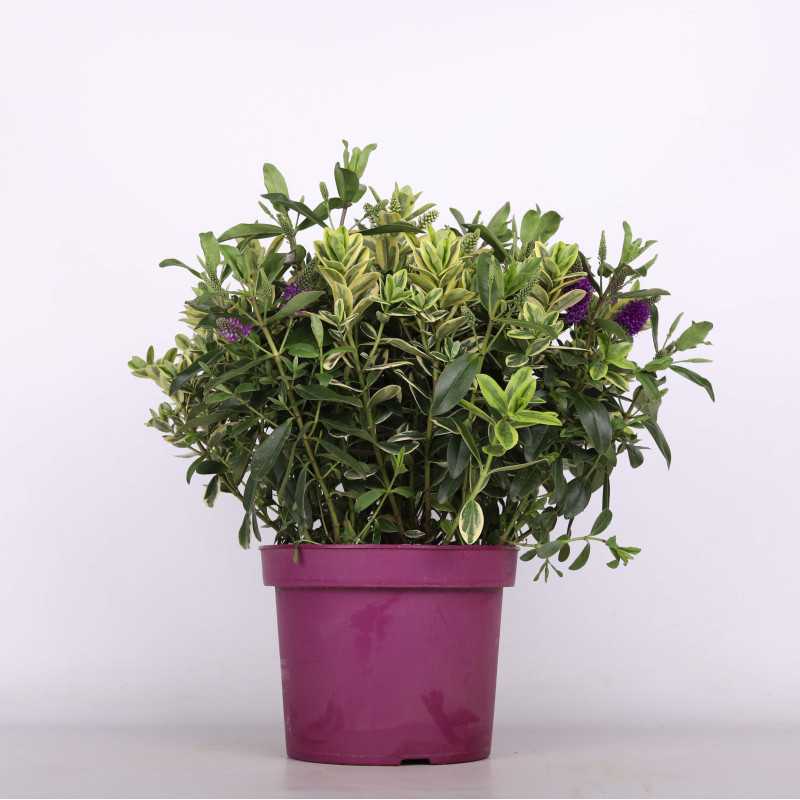 Hebe kwitnące (Veronica speciosa) - śr.donicy: 23 cm