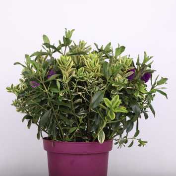 Hebe kwitnące (Veronica speciosa) - śr.donicy: 23 cm