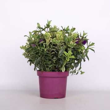 Hebe kwitnące (Veronica speciosa) - śr.donicy: 23 cm