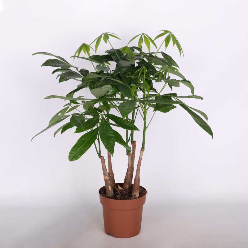 Pachira wodna (Pachira aquatica) - śr.donicy: 17 cm