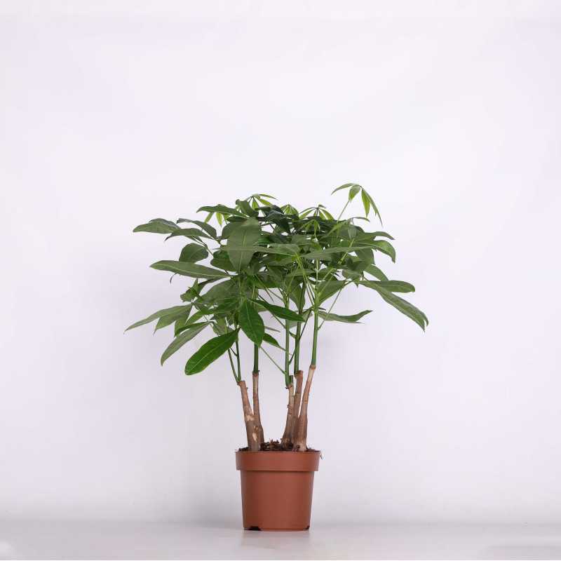 Pachira wodna (Pachira aquatica) - śr.donicy: 17 cm