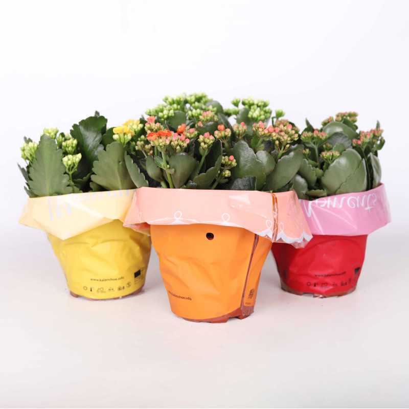 Kalanchloe MIX - śr.donicy: 15 cm