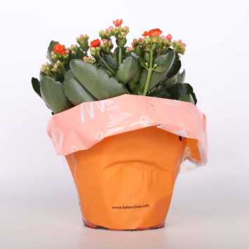 Kalanchloe MIX - śr.donicy: 15 cm