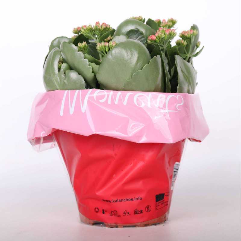 Kalanchloe MIX - śr.donicy: 15 cm
