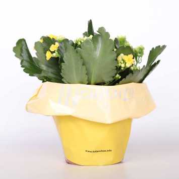 Kalanchloe MIX - śr.donicy: 15 cm