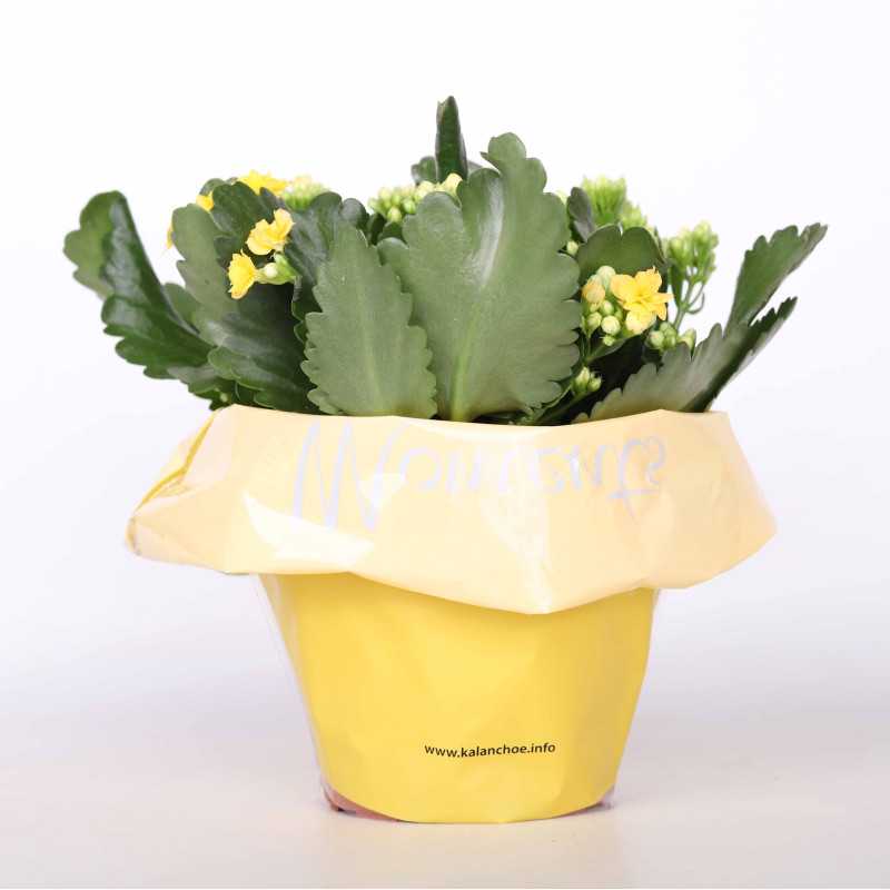 Kalanchloe MIX - śr.donicy: 15 cm