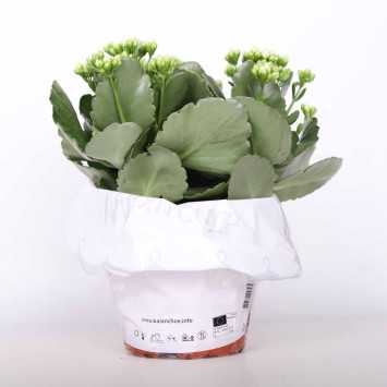 Kalanchloe MIX - śr.donicy: 15 cm