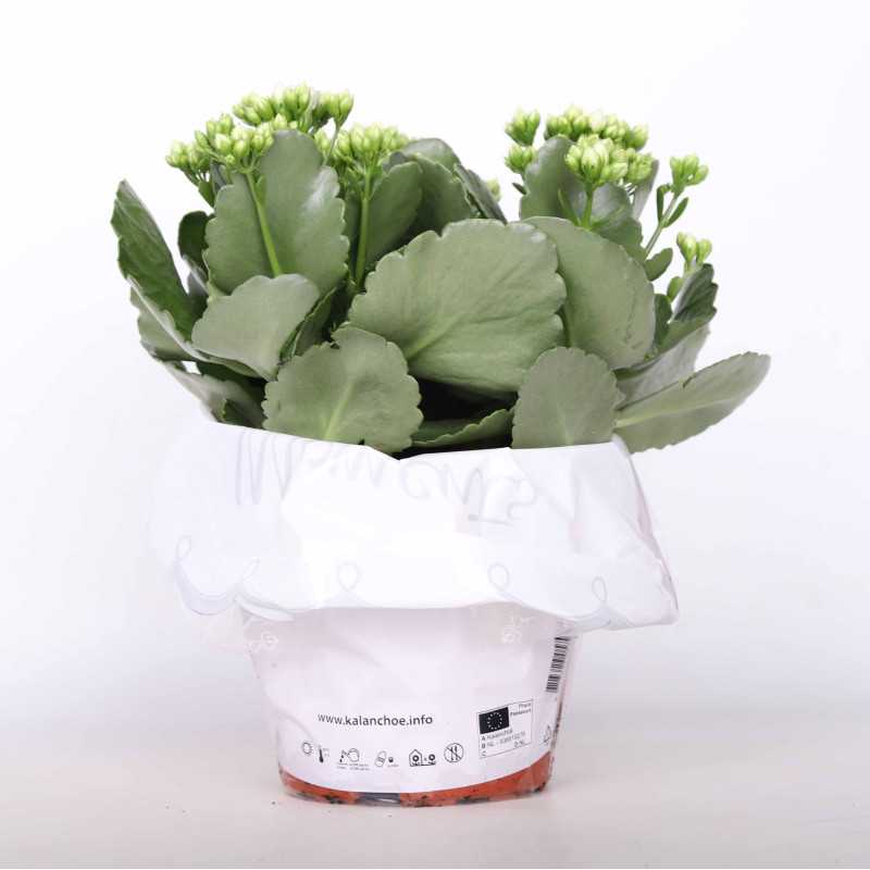 Kalanchloe MIX - śr.donicy: 15 cm