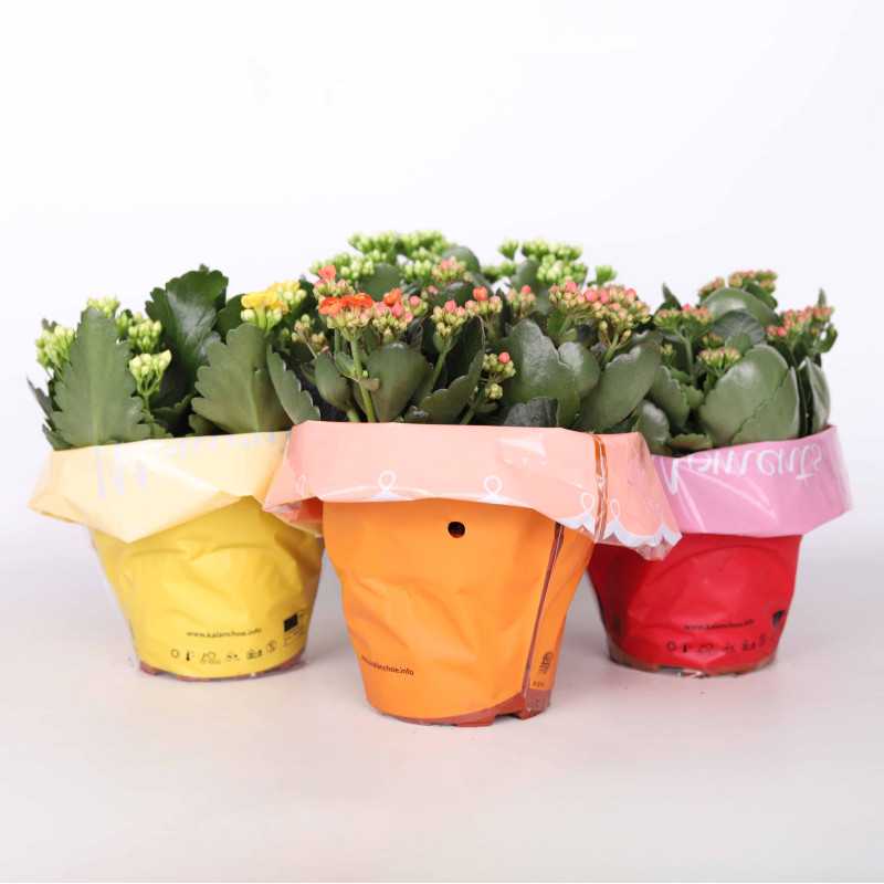 Kalanchloe MIX - śr.donicy: 15 cm