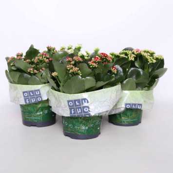 Kalanchoe (żyworódka)-