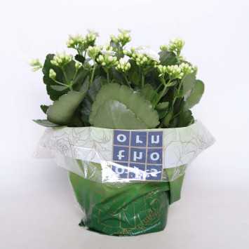 Kalanchoe (żyworódka)-