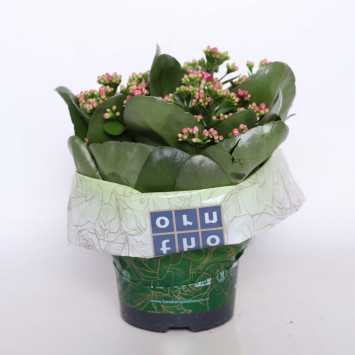 Kalanchoe (żyworódka)-
