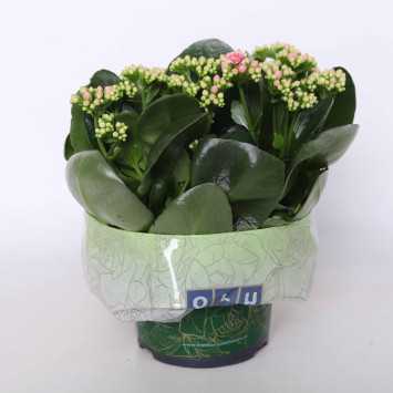 Kalanchoe (żyworódka)-