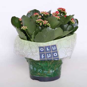 Kalanchoe (żyworódka)-
