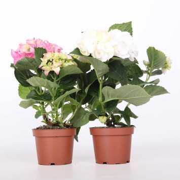 Hortensja MIX - 10 cm