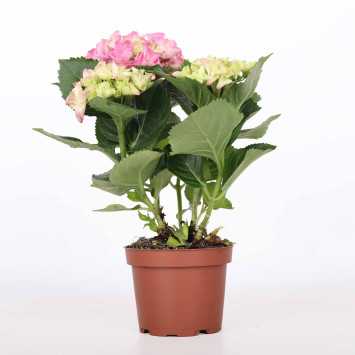 Hortensja MIX - 10 cm
