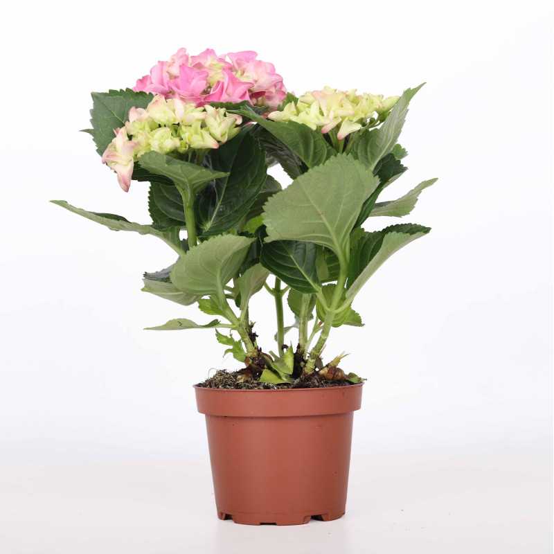 Hortensja MIX - 10 cm